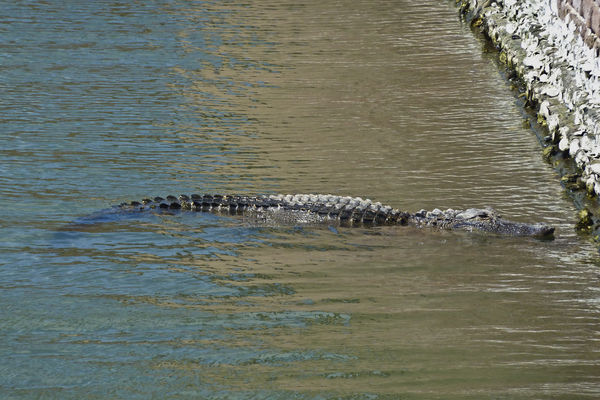 thumb-1337893812801-2012_04_24_savannah_ft_pulaski_moat_alligator_zoom.jpg