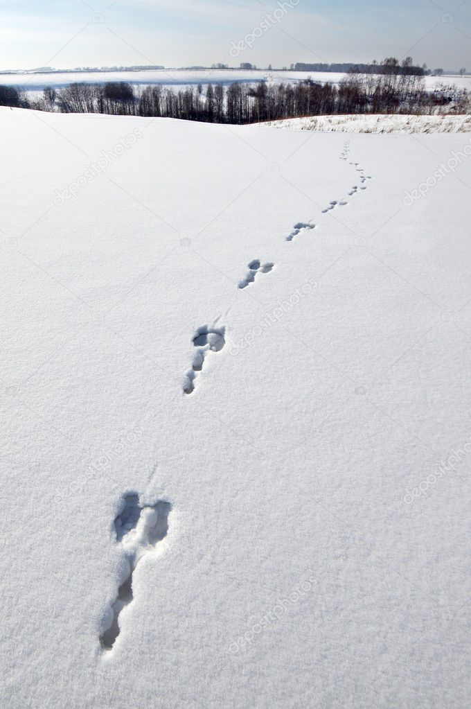 depositphotos_9234604-stock-photo-rabbit-tracks-on-the-snow.jpg
