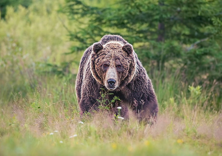massive-brown-bear.jpg