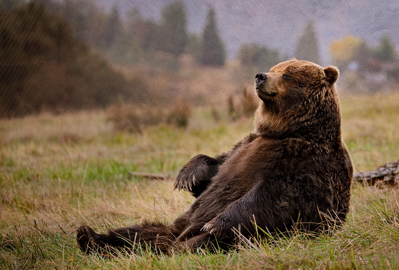 Meditating_Bear_(1_of_1).jpg