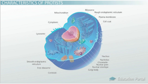 protist-cell-structure.jpg