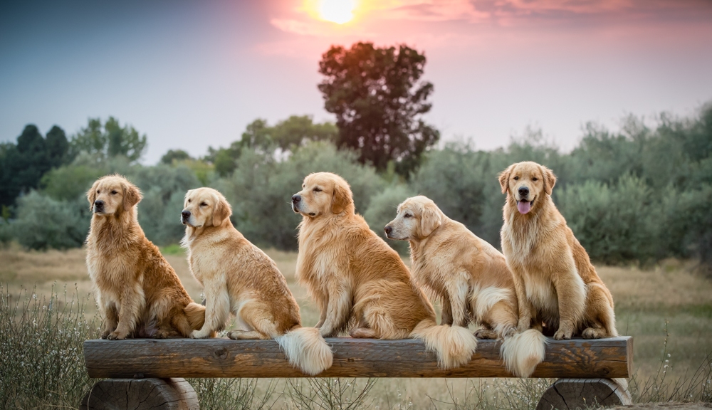 dogs_sunset-1.jpg