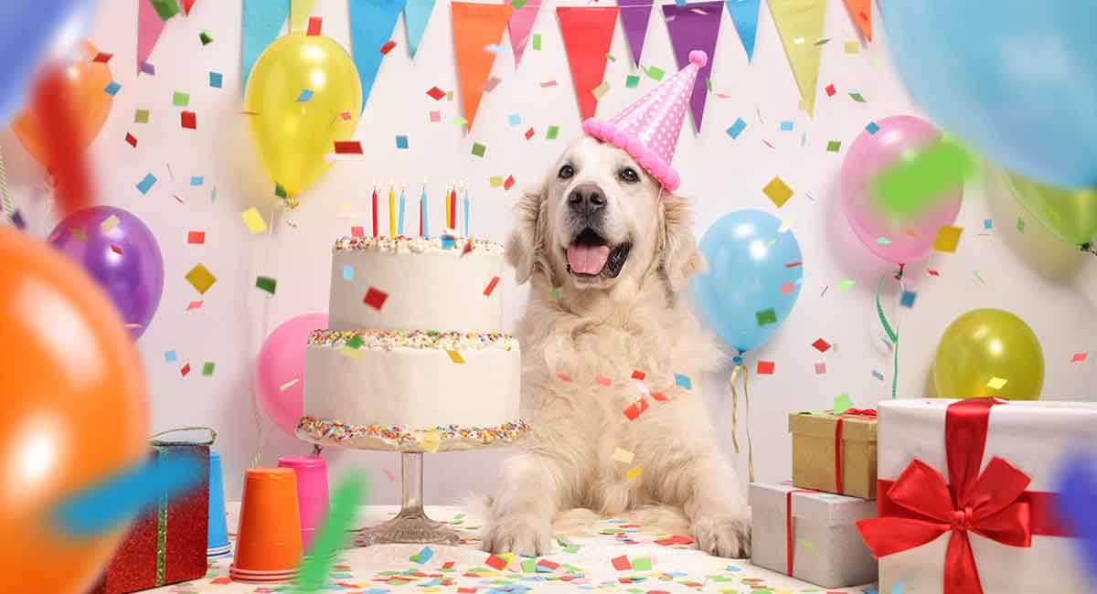 Dog-Birthday-Cake-Recipes-HP-long.jpg