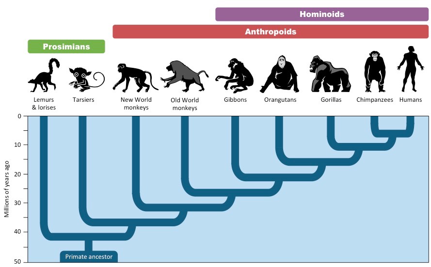 primate-cladogram-2_med.jpeg