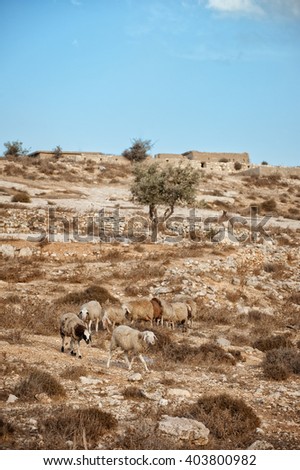 stock-photo-israel-palestine-a-shepherd-sheep-grazing-graze-desert-rocky-olive-tree-olives-farming-403800982.jpg