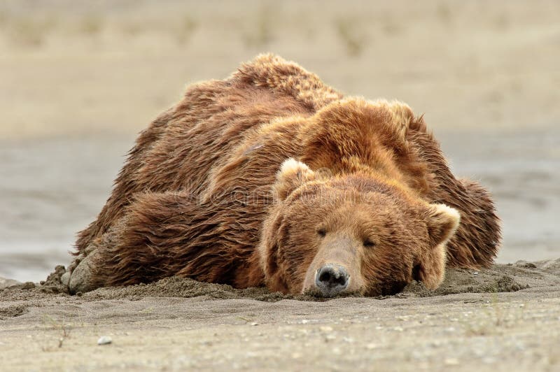 alaskan-grizzly-bear-sleeping-beach-20517222.jpg