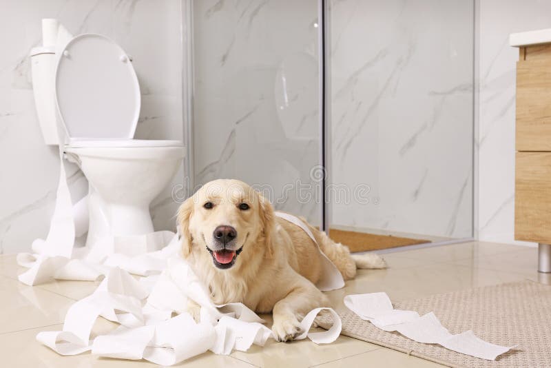 cute-golden-labrador-retriever-playing-toilet-paper-bathroom-158287105.jpg