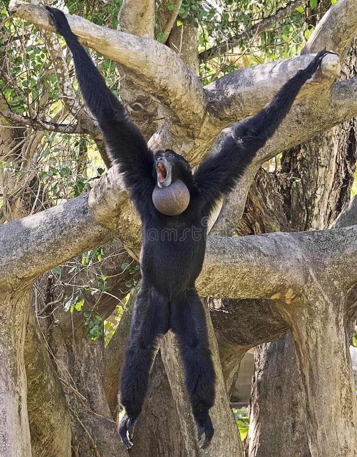 siamang-gibbon-hanging-out-largest-species-gibbons-native-to-malaysia-indonesia-known-86637215.jpg