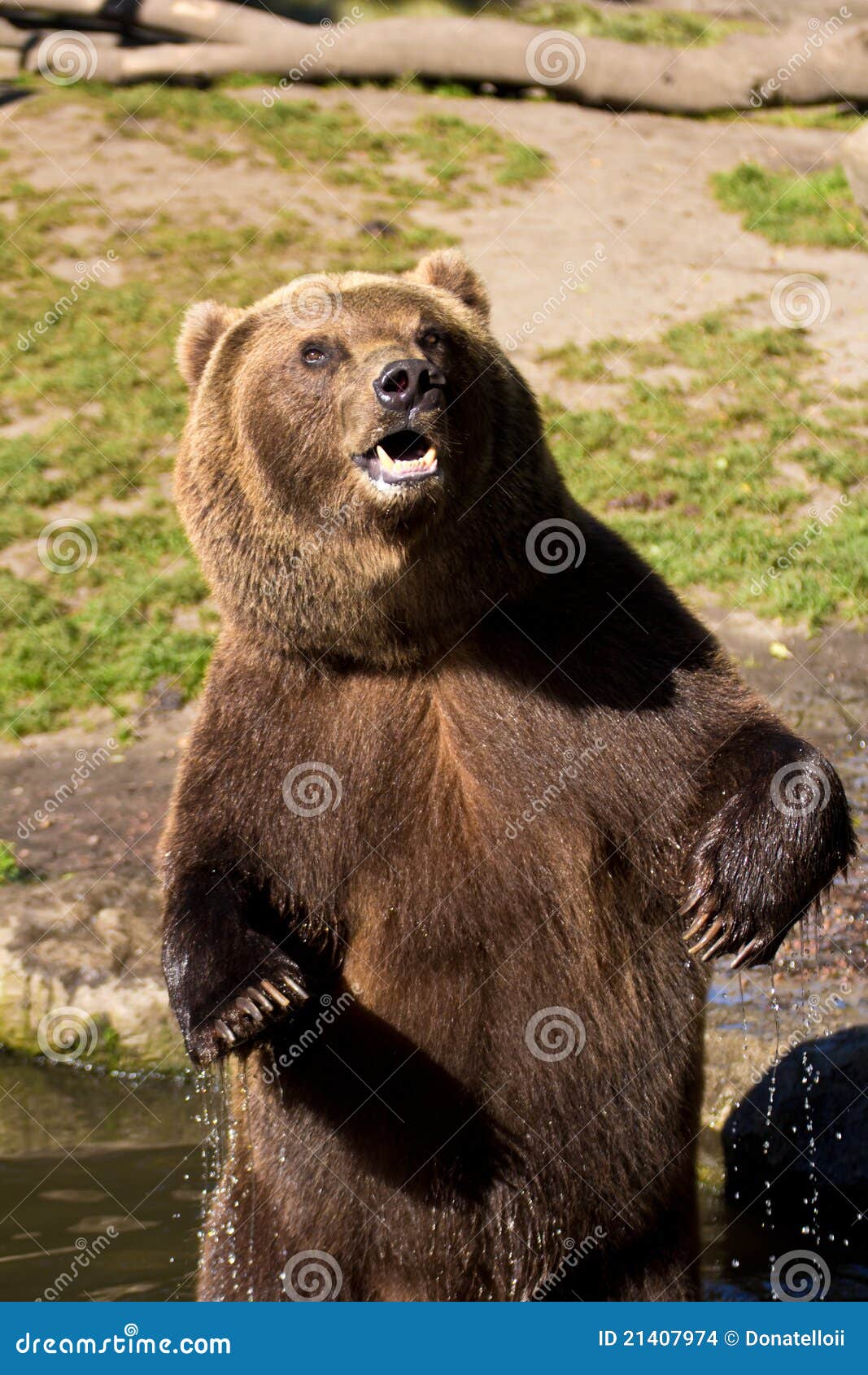brown-bear-surprised-21407974.jpg