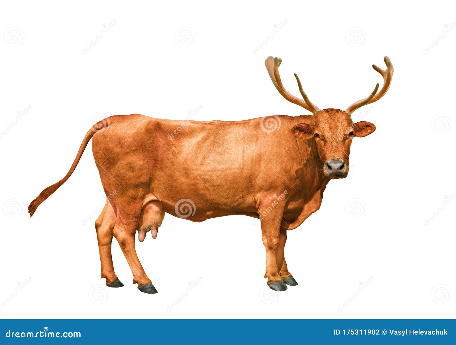 cow-deer-horns-white-background-175311902.jpg