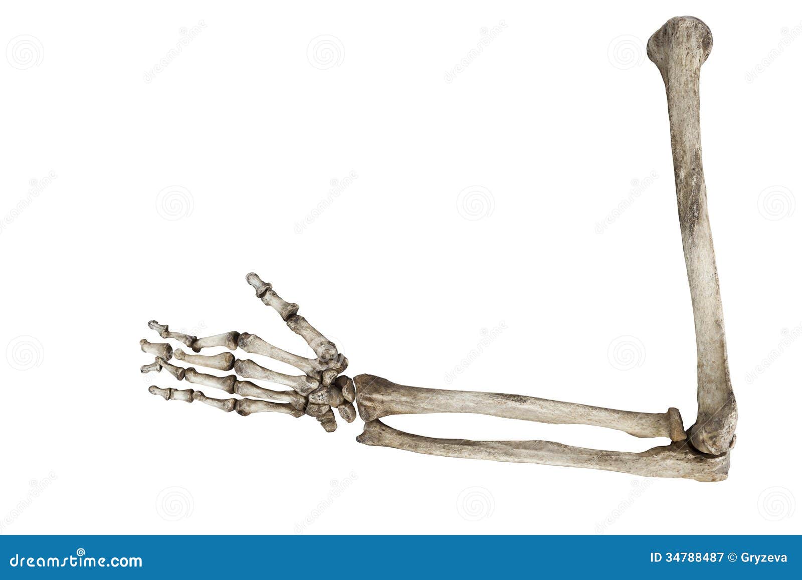 old-bones-human-hand-isolated-white-background-34788487.jpg