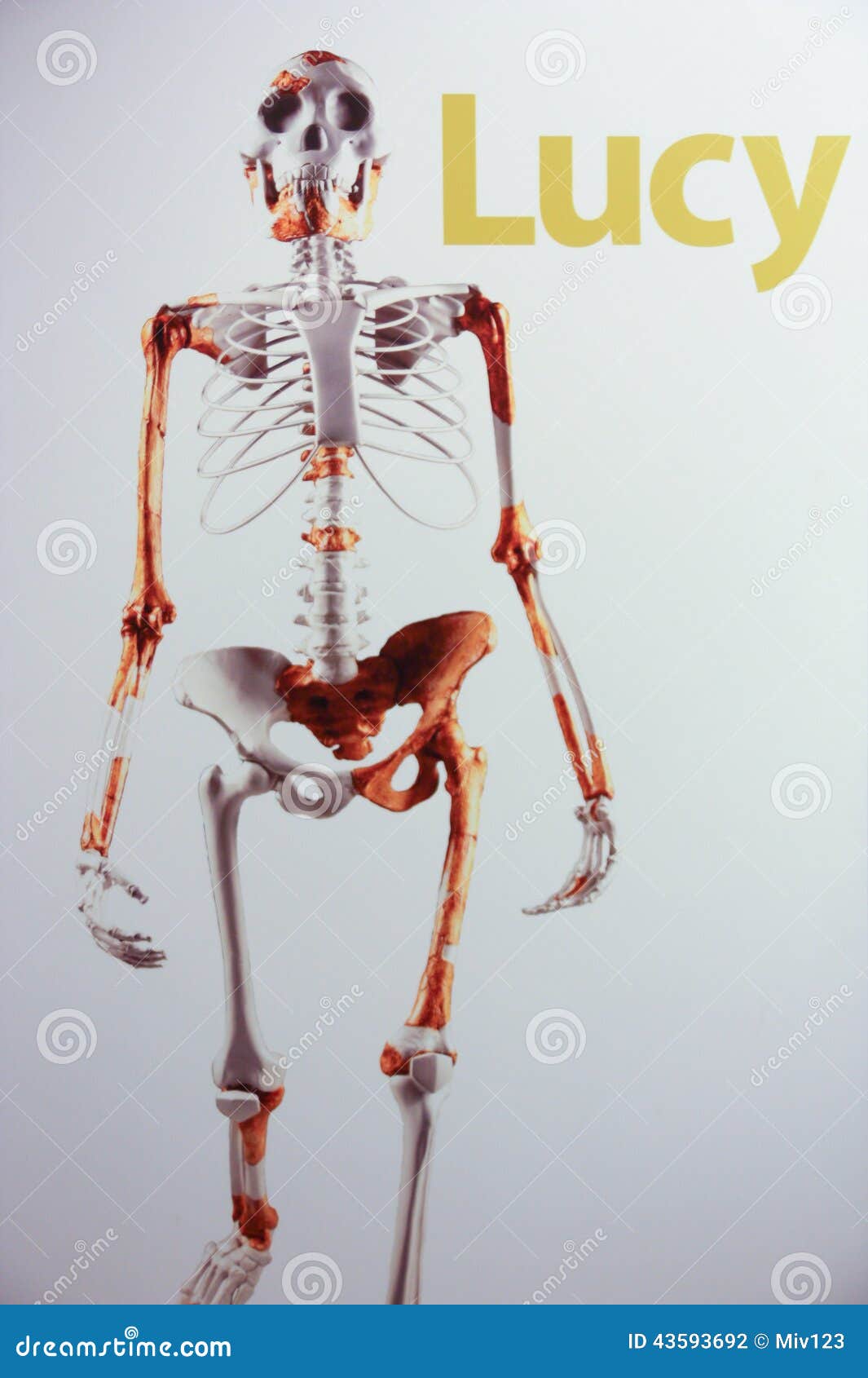 skeleton-lucy-female-australopithecus-43593692.jpg