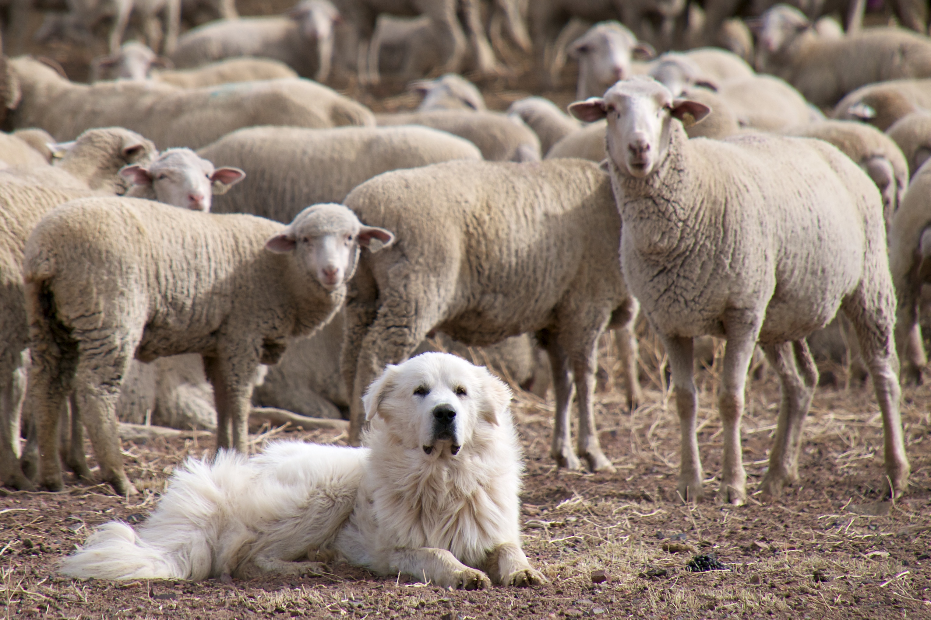 Great_Pyrenees_Sheep_Dog_Guarding_the_Flock_(5113678413).jpg