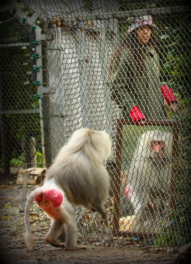 Mirror_test_with_a_Baboon.JPG