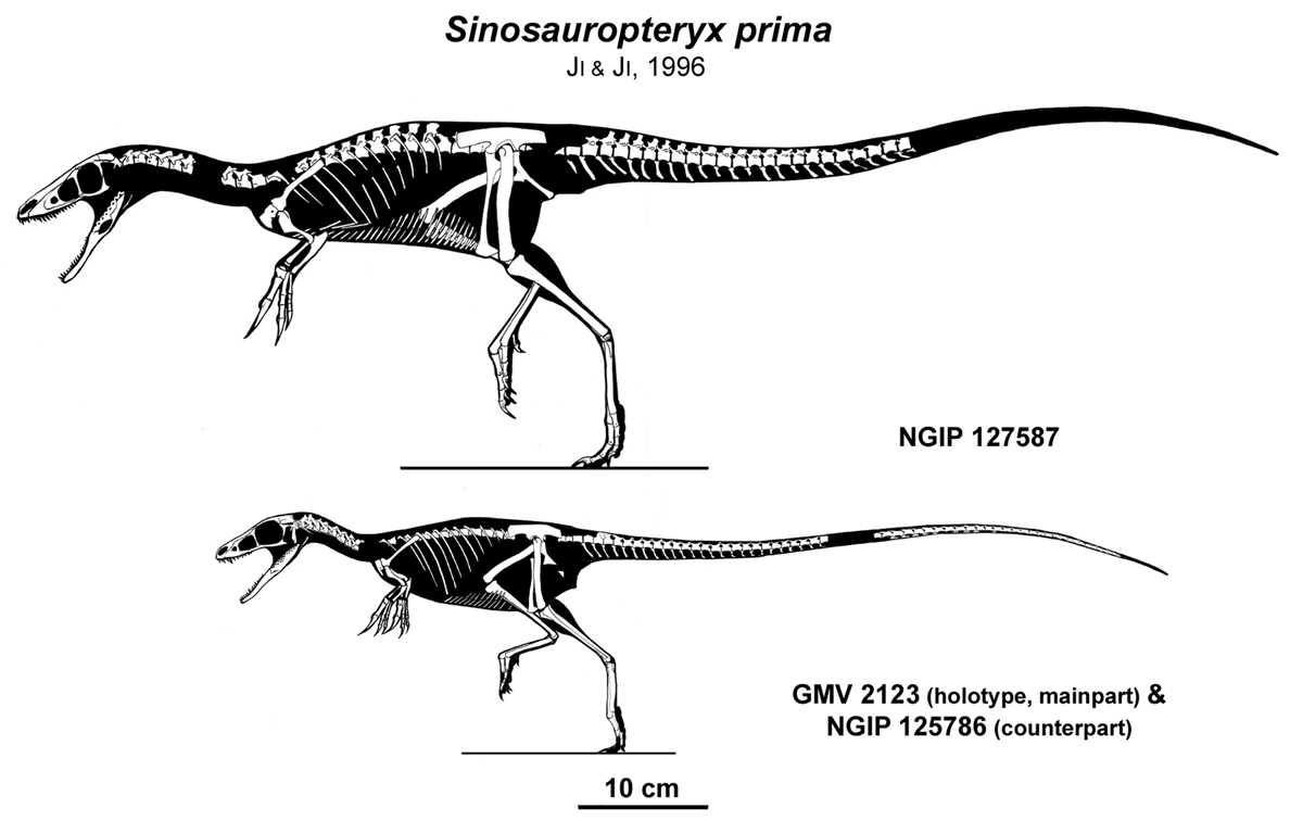 Sinosauropteryx.jpg