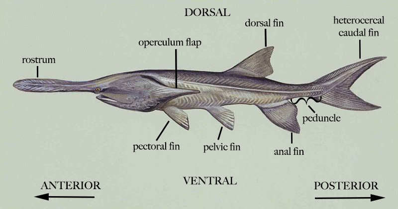 General_Morphology_of_Paddlefish.png