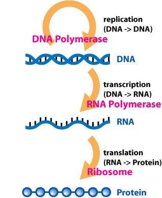 Central_Dogma_of_Molecular_Biochemistry_with_Enzymes.jpg
