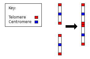 Chromosome2_merge.png