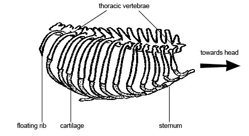 Anatomy_and_physiology_of_animals_Ribs.jpg