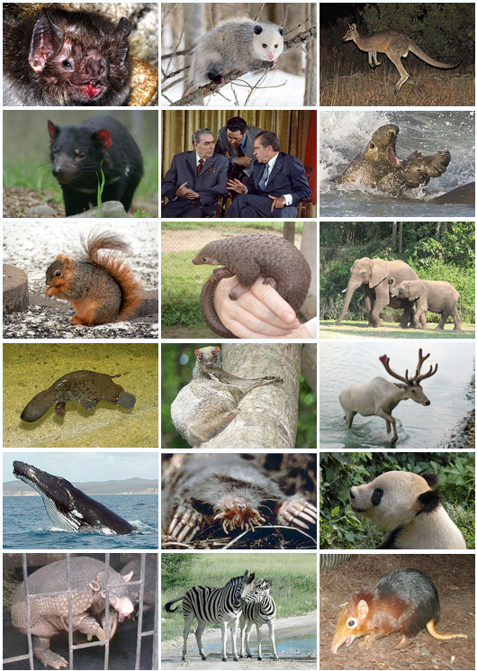 Mammal_Diversity_2011.png