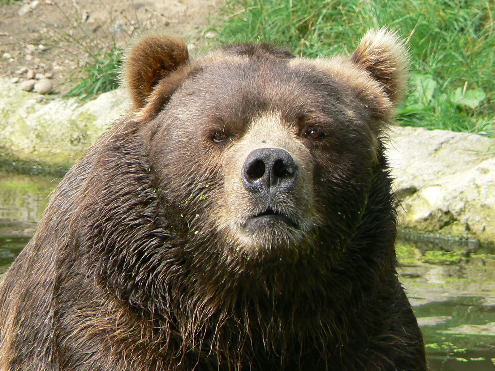 Male_kodiak_bear_face.JPG