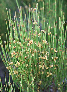 220px-Green_ephedra_Ephedra_viridis_close.jpg