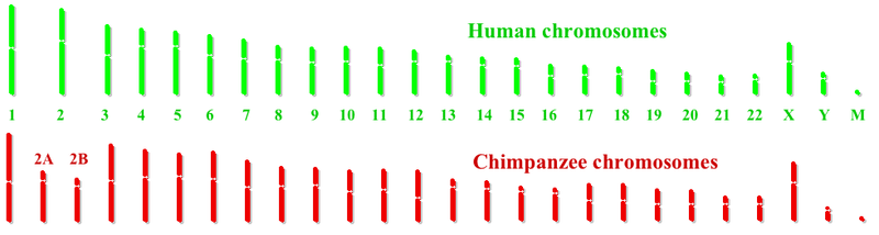 800px-Humanchimpchromosomes.png