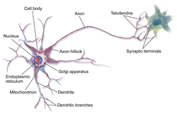 250px-Blausen_0657_MultipolarNeuron.png