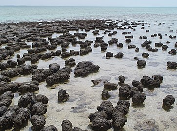 363px-Stromatolites_in_Sharkbay.jpg