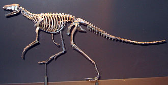 330px-Marasuchus.JPG