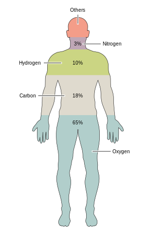 300px-201_Elements_of_the_Human_Body.02.svg.png
