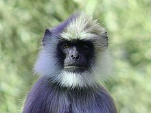 220px-Gray_Langur_-_Young.jpg