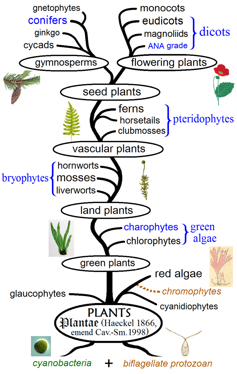 800px-Plant_phylogeny.png