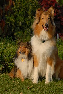 220px-Shetland_Sheepdog_and_Rough_Collie.jpg