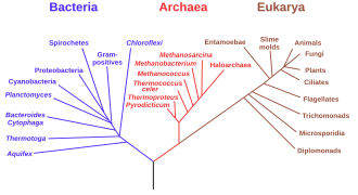 330px-Phylogenetic_tree.svg.png