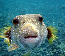 220px-Puffer_Fish_DSC01257.JPG