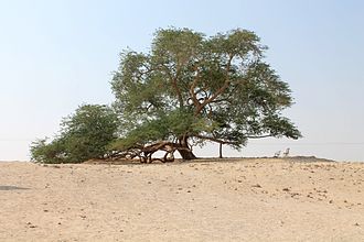 330px-Tree_of_Life_Bahrain.jpg