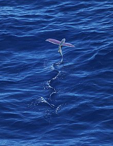220px-Pink-wing_flying_fish.jpg