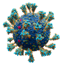 220px-Coronavirus._SARS-CoV-2.png