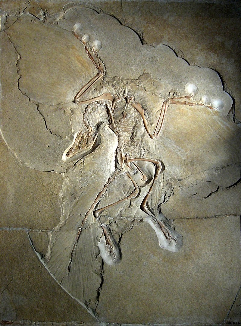 800px-Archaeopteryx_lithographica_%28Berlin_specimen%29.jpg