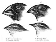 180px-Darwin%27s_finches_by_Gould.jpg