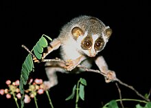 220px-Loris_lydekkerianus_nordicus_003.jpg