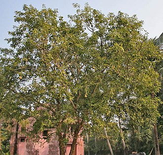 330px-Bael_%28Aegle_marmelos%29_tree_at_Narendrapur_W_IMG_4116.jpg