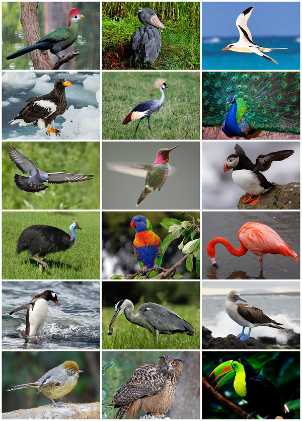 600px-Bird_Diversity_2013.png