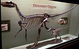 330px-Herrerasaurusskeleton.jpg