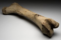 250px-Left_femur_of_extinct_elephant%2C_Alaska%2C_Ice_Age_Wellcome_L0057714.jpg