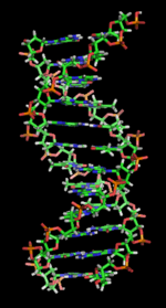 150px-DNA_orbit_animated_static_thumb.png