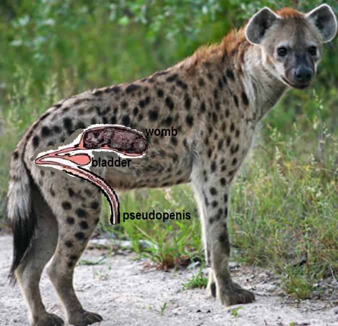 Hyena-female-genetalia.jpg
