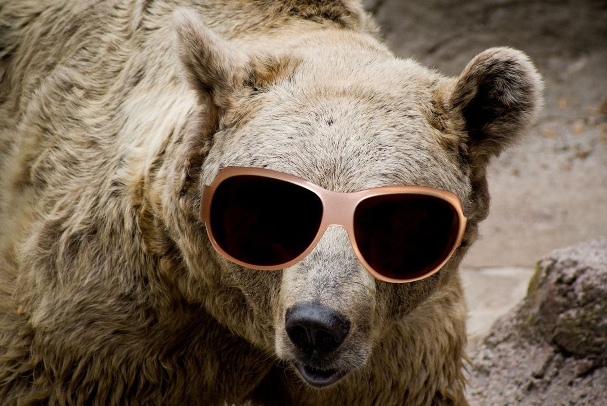 bear-wearing-sunglasses.jpg