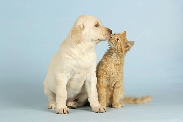 dog-cat-kitten-kissing-puppy-653686.jpg